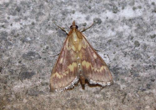 Réf. 213 627 : Ostrinia nubilalis